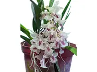 Rodriguezia dodsoniana