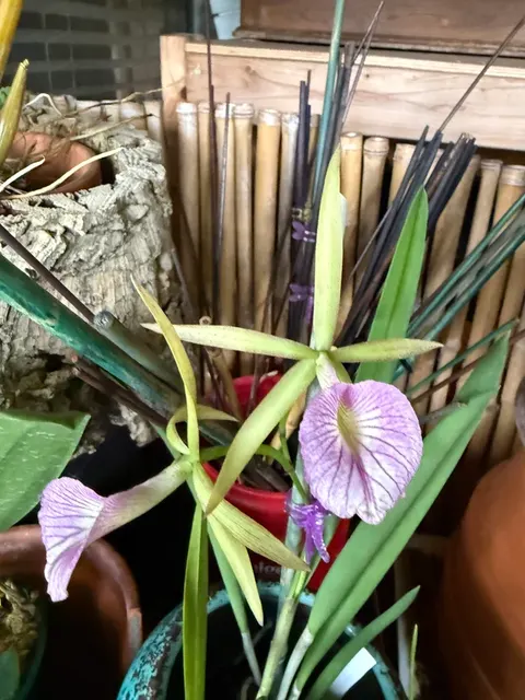 Brassocattleya Hamlyn Leilani' 'S Magic' (Brassocattleya)