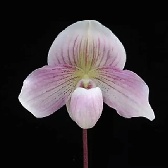 Paphiopedilum niveum × Doya Impulse