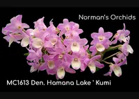 Den. Hamana Lake 'Kumi', Note: Fragrant, Flower turns deep purple' (Den. Kurenai x Den. Snow Angel)