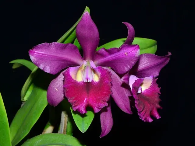 Cattleya Miss World Ecuador (Cattleya)