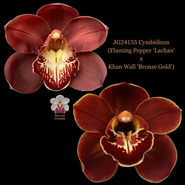 Cymbidium Flaming Pepper 'Lachan' x Khan Wall 'Bronze Gold' (Cymbidium)