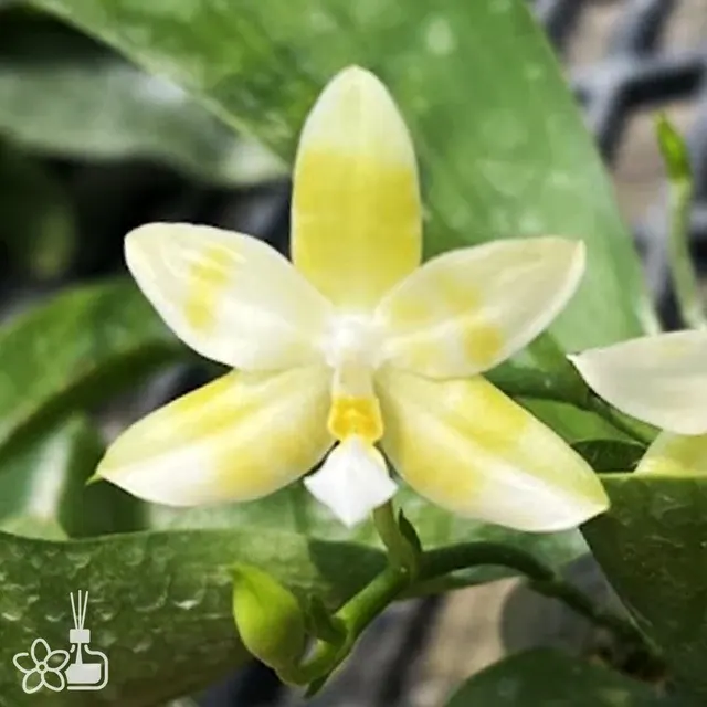 Phalaenopsis violacea 'alba' x Alberla