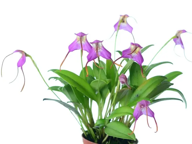 Masdevallia cyclotega (Masdevallia)