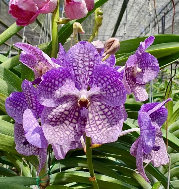 Vanda Wirat X Dr. Anek