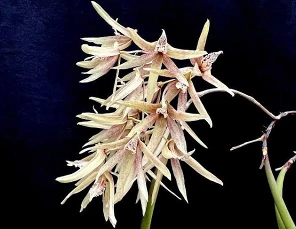 Dendrobium calamiforme (Dendrobium)