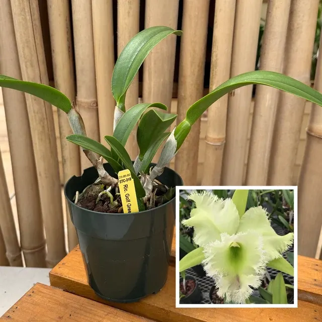 Rhyncholaelia Golf Green 'Hair Pig' (Rhyncholaelia)