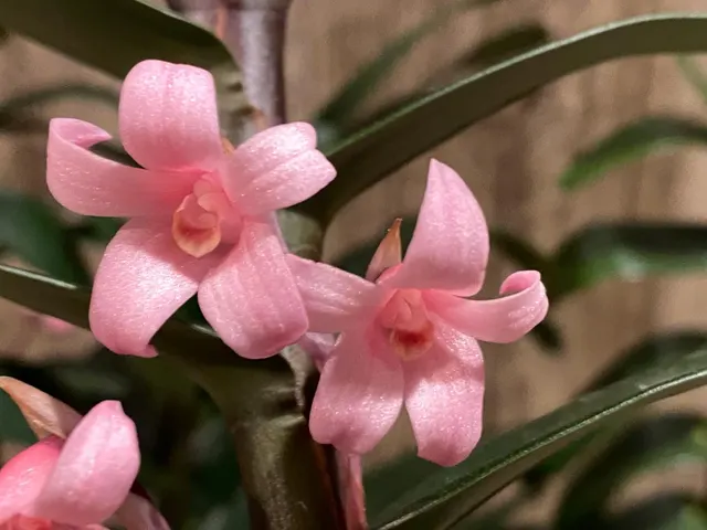 Maxillaria scalariformis x sib