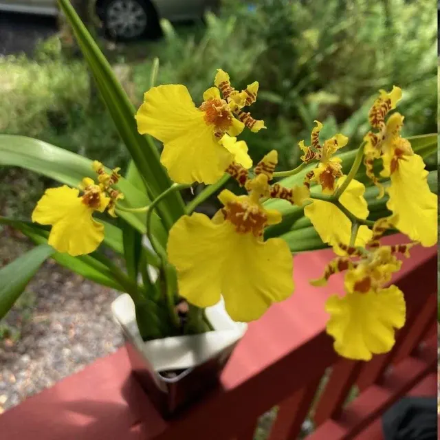 Oncidium Gower Ramsey (Oncidium)