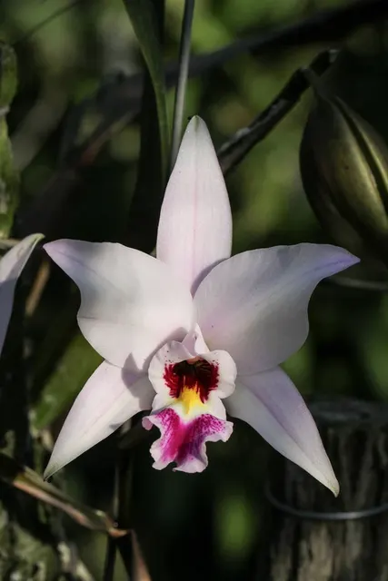 Laelia anceps 'Dark Eyes' (Laelia)