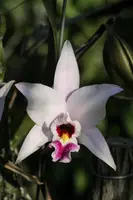 Laelia anceps 'Dark Eyes'