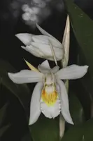 Coelogyne cumingii