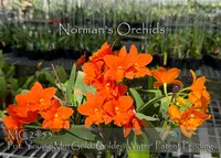 Pot Young-Min Gold 'Golden Water , Note:Patent Pending ' (Young-Min Orange ' Golden Sensatoin ' AM/OAS x Shinfong Little Sun)
