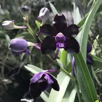 Vanda Motes Purple Rain
