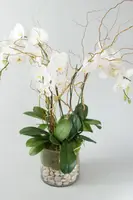 Deluxe White Phaelaenopsis Orchid