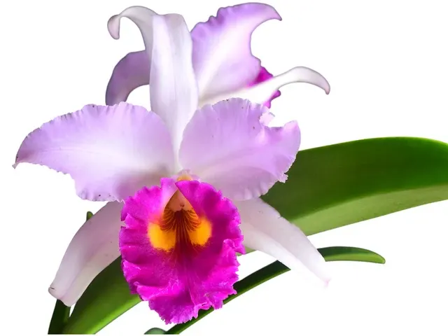 Laeliocattleya Roeblingii X Brassolaeliocattleya Pastoral 'Sentinel' (Laeliocattleya)