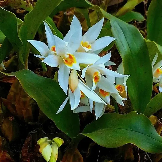 Coelogyne nervosa (Coelogyne)