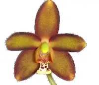 Eriopsis sceptrum