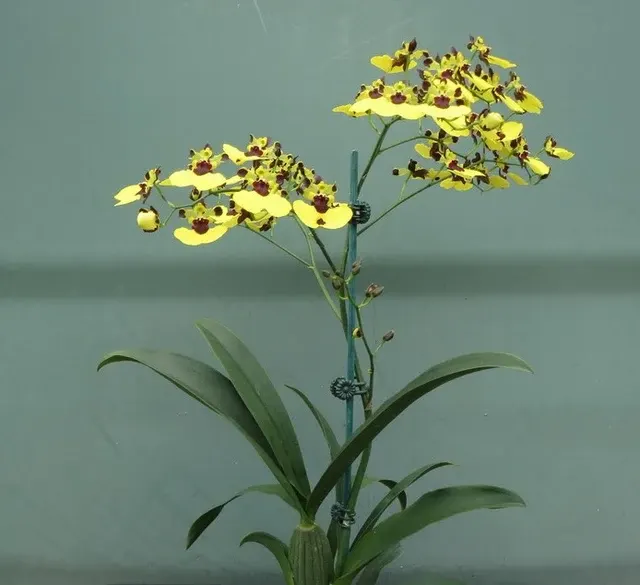 Oncidium Alosuka 'Claire' (Oncidium)