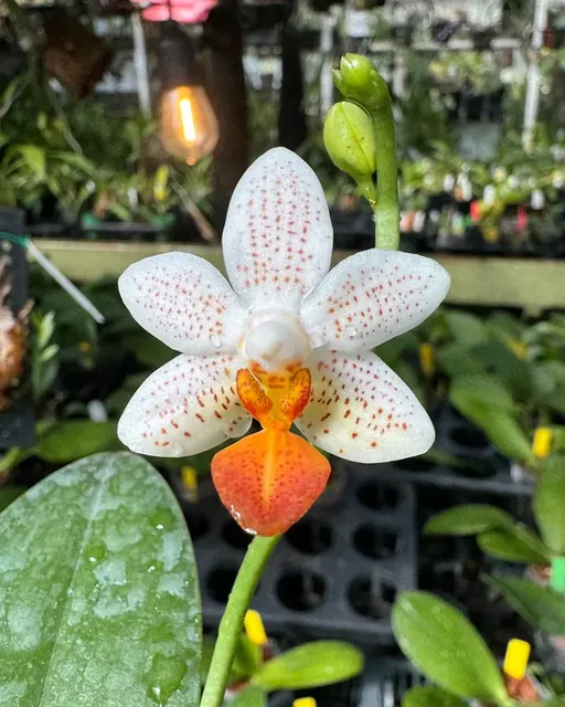 Phalaenopsis Mini Mark 3in