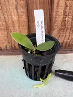 Phalaenopsis parishii