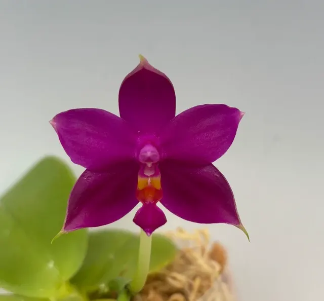 Phalaenopsis violacea (Phalaenopsis)