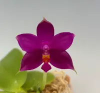 Phal. violacea ('Tina' AM/AOS x 'Blue Ridge' AM/AOS)