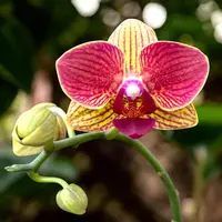 Phalaenopsis Fangmei Sweet — fara flori, frunze cu defecte (ghiveci 2.5 inch ~ 9 cm )