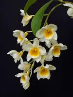 Dendrobium Kruger Lemon Drop