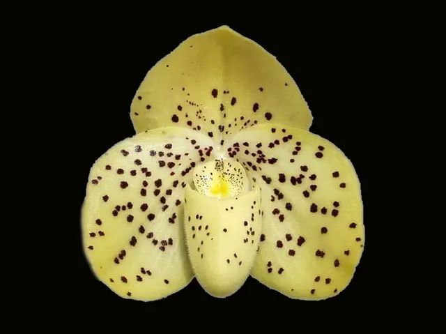 Paphiopedilum Conco-bellatulum