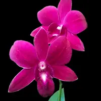 Dendrobium Charak Red Orchid Plant - BS