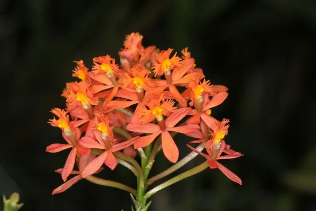 Epidendrum sp mini orange (Epidendrum)