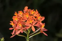 Epidendrum sp mini orange
