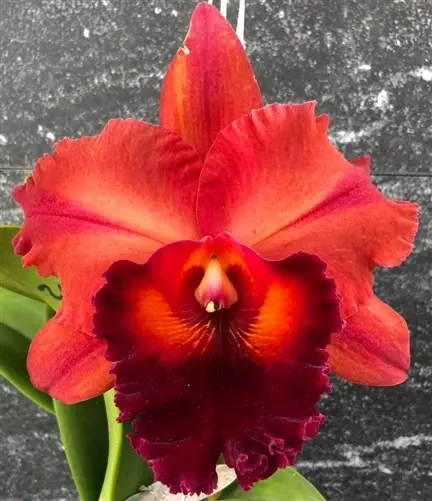 Rhyncholaeliocattleya Nebula Storm (Rhyncholaeliocattleya)