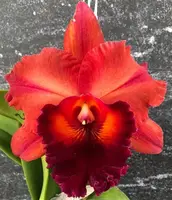 Rhyncholaeliocattleya Nebula Storm | BS not in bloom