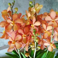 Mokara Orchid Oomyai Orange #2 - Mature Big Top Cutting - Ready To Flower