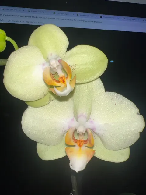 Phalaenopsis Zahara
