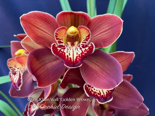 Cymbidium Khan Wall 'Golden Brown' (Cymbidium)