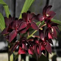 Cycnodes Roberta Fox