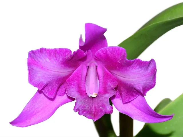 Laeliocattleya Maria (Laeliocattleya)