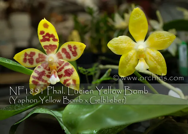 Phalaenopsis Lucien Yellow Bomb