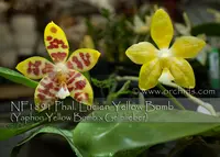 Phal. Lucien Yellow Bomb (Yaphon Yellow Bomb x Gelblieber)