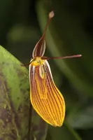 Restrepia brachypus