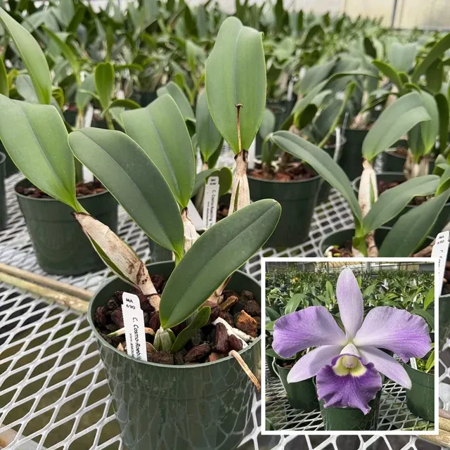 Rhyncholaeliocattleya Cosmo-Roebling 'Volcano Queen' (Rhyncholaeliocattleya)
