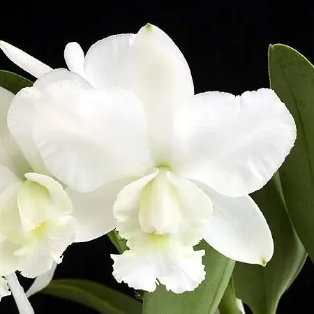 Cattleya walkeriana var alba x sib 'Bayswater' (Cattleya)