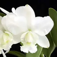 C. walkeriana var. alba 'Bayswater' x walkeriana 'Fred' (pink)