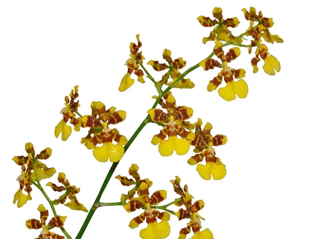 Oncidium tipuloides (Oncidium)