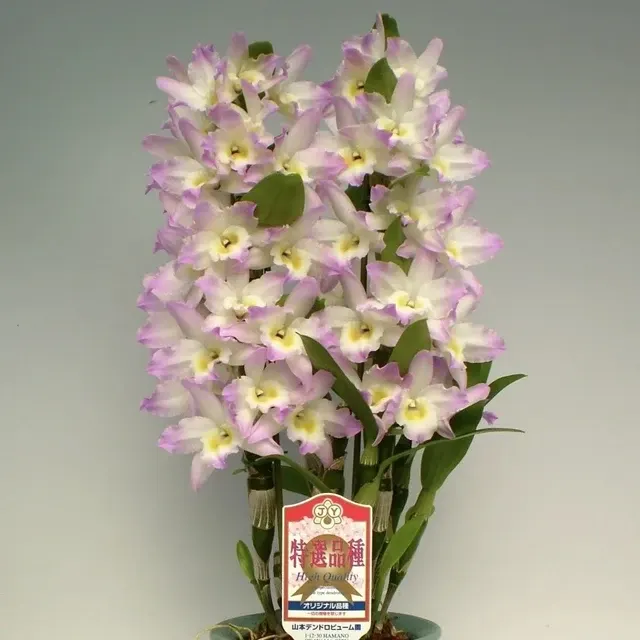 Dendrobium Fancy Angel 'Lycee'