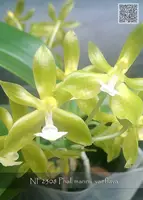 Phal. mannii var flava ', Note: Rare flava form and compact grower ' (mannii ' Montclair Jade' x self)