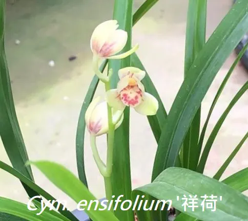 Cymbidium ensifolium 'XiangHe' (Cymbidium)